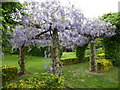 TQ6949 : Wisteria at The Gardens Yalding by Marathon