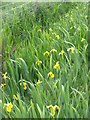 NM3021 : Roadside flags on the Ross of Mull by M J Richardson