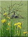 SK7330 : Mother duck and duckling on the Grantham Canal by Graham Hogg