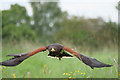 SJ5031 : Harris Hawk in Flight by David Dixon