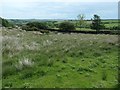 NZ7506 : Open access land alongside Lealholm Lane by Christine Johnstone