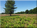 TL8189 : Breckland landscape by David Pashley