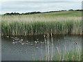 SE3928 : A creche of goslings, RSPB St Aidan's by Christine Johnstone