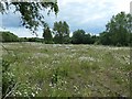 SK4546 : Flowery field, south of Langley Mill by Christine Johnstone