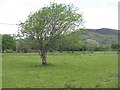 NM9235 : Rowan tree at Black Crofts by M J Richardson