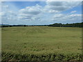 SP0737 : Oilseed rape, west of Peasebrook Farm by Christine Johnstone