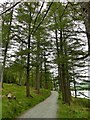 NY1715 : Path through Burtness Wood by Graham Hogg