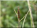 D0244 : Caterpillar, White Park Bay by Rossographer