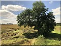 NZ2084 : Tree in Farmland, Morpeth by David Robinson