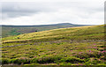 NY9748 : Heather moorland above Burn Hope by Trevor Littlewood