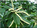 SO7640 : Sweet chestnut catkins  by Philip Halling