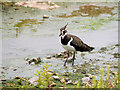 SO7204 : Lapwing, Slimbridge Wetland Centre by David Dixon