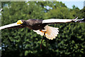 SO7023 : ICBP Flying Display, Steller's Sea Eagle by David Dixon