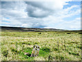 NY9940 : Inscribed stone on grassy moorland by Trevor Littlewood