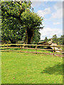 SJ7481 : Ancient Oak at Tatton Park by David Dixon