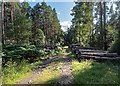 NH9759 : Timber Stack in Culbin Forest by valenta