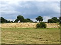 SK2734 : Mown hay and hay bales by Ian Calderwood