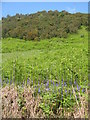 NM9835 : Wild hillside at Inveresragan by M J Richardson