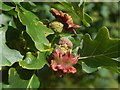 NS3977 : Acorn knopper galls on oak by Lairich Rig