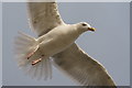 SN5882 : Gull at Aberystwyth by Peter Trimming