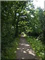 ST0515 : Towpath by Grand Western Canal by David Smith