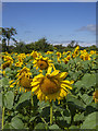 C9607 : Sunflowers near Portglenone by Rossographer