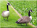 SJ3248 : Canada Geese at Erddig Hall by Jeff Buck