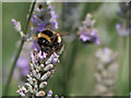 SD4314 : Bee Feeding at Martin Mere Wetlands Centre by David Dixon