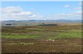  : Sheep on the moor by Gordon Hatton