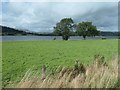 SH8931 : Trees on the east shore of Llyn Tegid / Bala Lake by Christine Johnstone