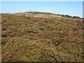 SO5985 : Heather on Brown Clee Hill by Philip Halling