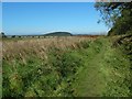 NS7893 : Path through the Haining by Lairich Rig