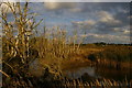 TM4357 : Dead trees at the edge of Hazlewood Marshes by Christopher Hilton