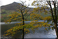 NY1816 : Sycamore trees, Buttermere by Ian Taylor