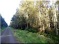 NO4724 : A long straight forest road in Tentsmuir Forest by Oliver Dixon