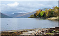 NN1207 : Shore of Loch Fyne at St. Catherines by Trevor Littlewood