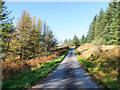 NR9882 : Coniferous trees alongside the Otter Ferry road by Trevor Littlewood