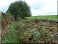 NY5146 : Public footpath heading north-east to Common House by Christine Johnstone