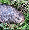 TL3974 : The head of a dead otter near Earith - The Ouse Washes by Richard Humphrey