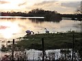 TL4279 : Swans on the washland at Sutton Gault - The Ouse Washes by Richard Humphrey