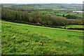 ST5466 : Belt of trees below Castle Farm by Derek Harper