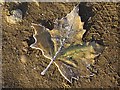 SP5105 : A frozen fallen leaf by Philip Halling