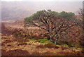 NH1116 : Scots pine, by the Uisge na Cràlaig by Craig Wallace