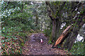 SW6425 : Helston : Degibna Wood (set of 2 images) by Lewis Clarke