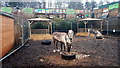 NH6944 : Reindeer at Simpsons Garden Centre by Mike Pennington