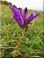 SU4827 : Clustered bellflower (Campanula glomerata) on St Catherine's Hill,  near Winchester by Phil Champion