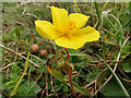 SU4827 : Helianthemum nummularium (Common Rock-Rose) at St Catherine's Hill, Winchester by Phil Champion