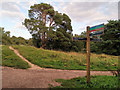 SK6267 : Signpost at junction of paths in Sherwood Forest by Phil Champion