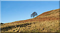 NZ0740 : Lone tree on bracken slope by Trevor Littlewood