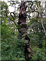 SK6267 : An ancient oak tree in Sherwood Forest by Phil Champion